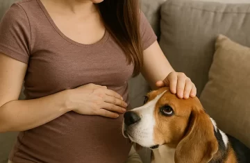 Pes a jeho změna chování v těhotenství